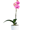 Phalaenopsis Lulu Single Branched Pink Orchid (100 Pieces FOB)