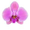 Phalaenopsis Lulu Single Branched Pink Orchid (100 Pieces FOB) - Image 3