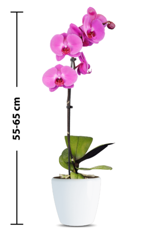 Phalaenopsis Linda Single Branch White Orchid (100 Pieces FOB) - Intercorps  Group