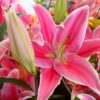 Lilium (50 Pieces FOB) - Image 2