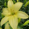 Lilium (50 Pieces FOB) - Image 5
