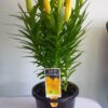 Lilium (50 Pieces FOB) - Image 4