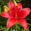 Lilium (50 Pieces FOB) - Image 3