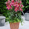 Lilium (50 Pieces FOB)