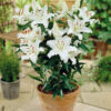 Lilium (50 Pieces FOB) - Image 6