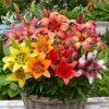 Lilium (50 Pieces FOB) - Image 7