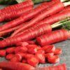 Red Carrot